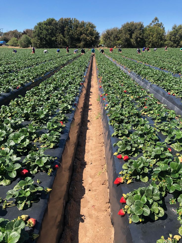 Vero dolor dolores q